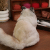 Felted 3D Pet Full Body
