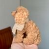 Puppy dog Twist Stick pipe cleaner animal, Perfectly Scaled Dollhouse Accessories, Christmas present