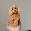 Puppy dog Twist Stick pipe cleaner animal, Perfectly Scaled Dollhouse Accessories, Christmas present